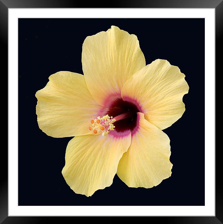 Hibiscus Framed Mounted Print by Mike Gorton