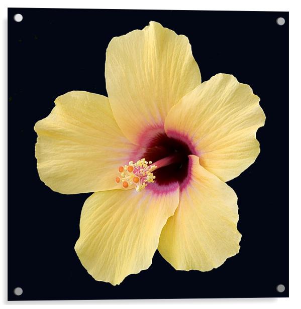 Hibiscus Acrylic by Mike Gorton