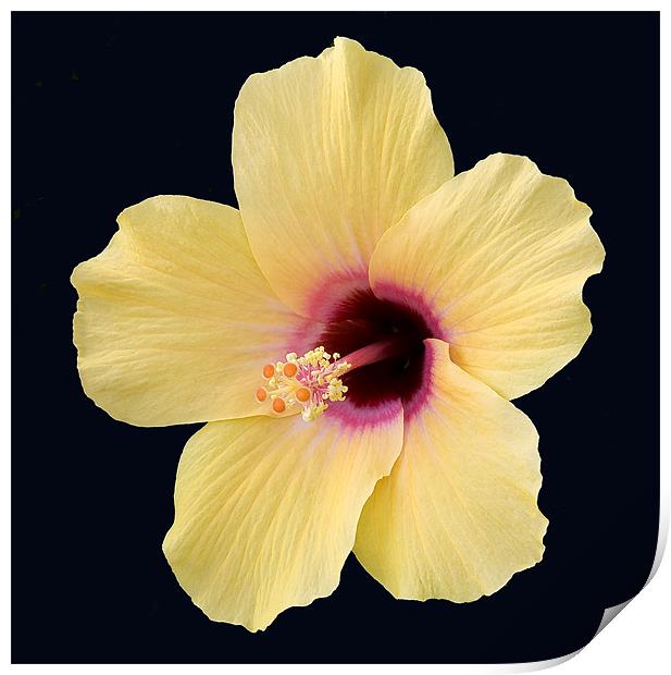 Hibiscus Print by Mike Gorton