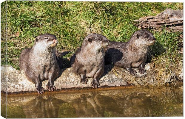  Three little otters sitting in a row Canvas Print by Ian Duffield