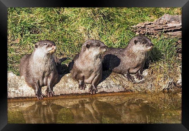  Three little otters sitting in a row Framed Print by Ian Duffield