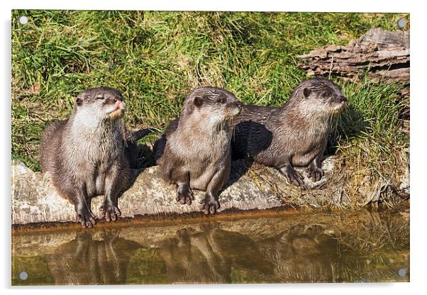  Three little otters sitting in a row Acrylic by Ian Duffield