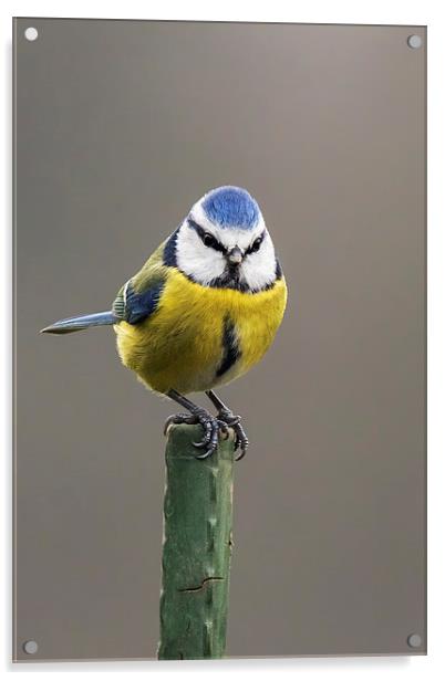  Blue tit atop a green pole Acrylic by Ian Duffield