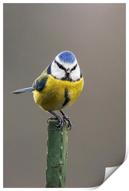  Blue tit atop a green pole Print by Ian Duffield