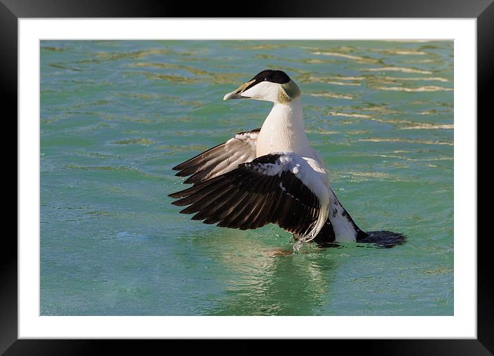 Eider in a flap Framed Mounted Print by Ian Duffield