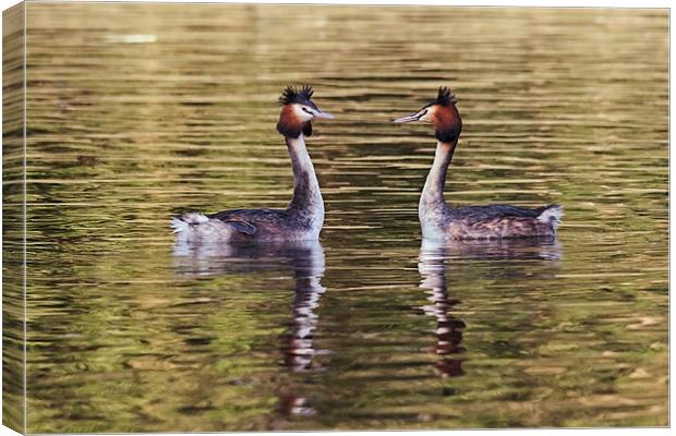  Great Crested Grebes courting Canvas Print by Ian Duffield