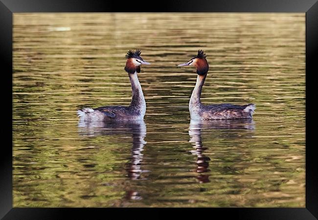  Great Crested Grebes courting Framed Print by Ian Duffield