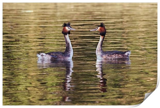  Great Crested Grebes courting Print by Ian Duffield