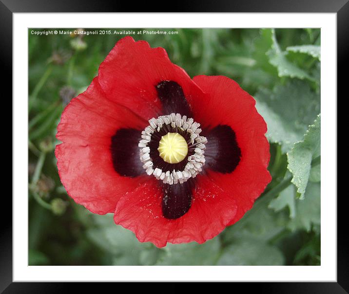  Remember Them All Framed Mounted Print by Marie Castagnoli