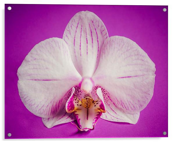 Orchid Flower On Grunge Purple Background Acrylic by Tanya Hall