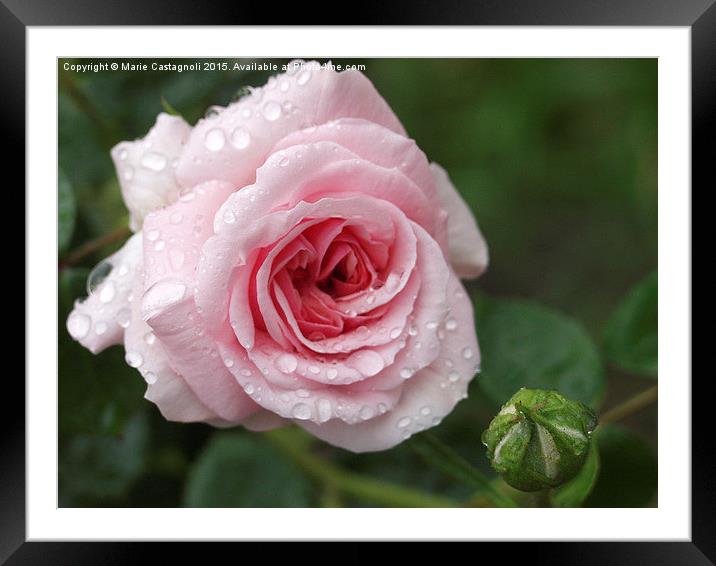 Pretty In Pink Framed Mounted Print by Marie Castagnoli