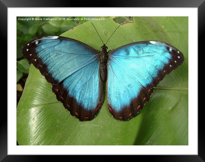  Blue Morpho Butterfly Framed Mounted Print by Marie Castagnoli