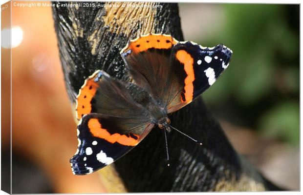  The Red Admiral Canvas Print by Marie Castagnoli