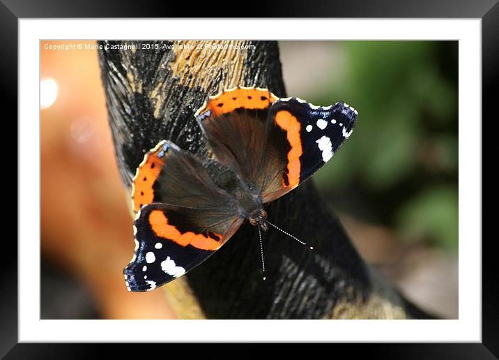 The Red Admiral Framed Mounted Print by Marie Castagnoli