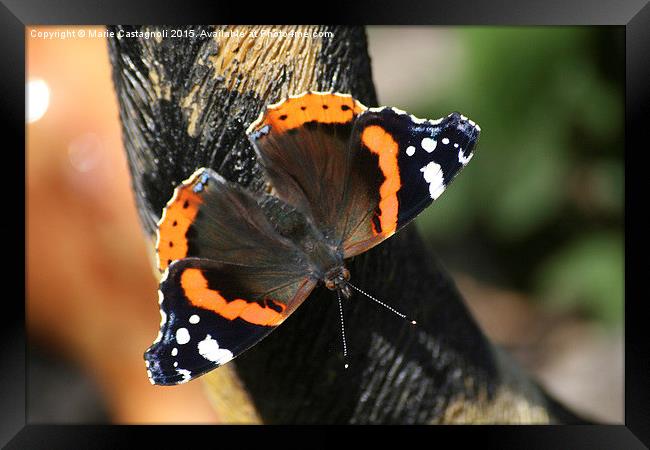  The Red Admiral Framed Print by Marie Castagnoli