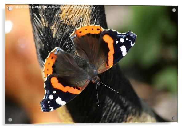  The Red Admiral Acrylic by Marie Castagnoli