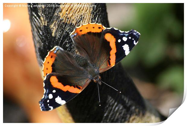  The Red Admiral Print by Marie Castagnoli