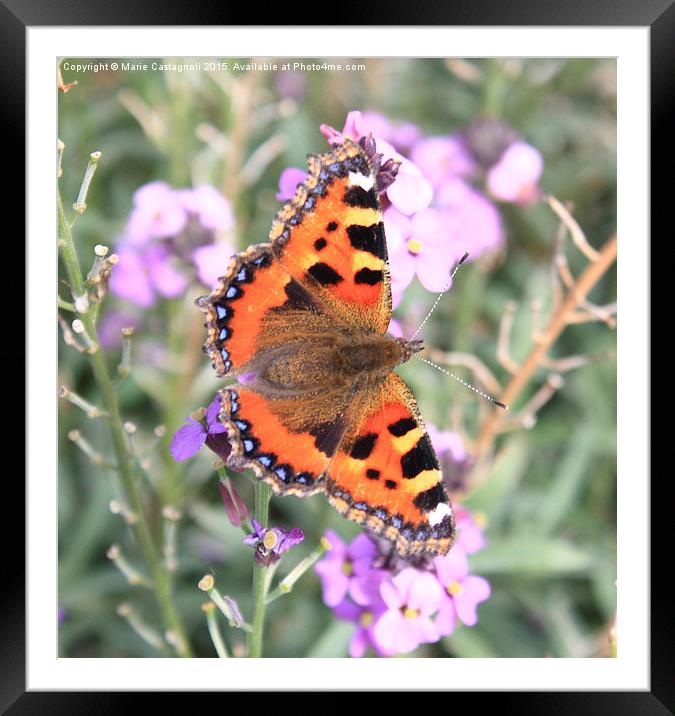  Small Tortoiseshell Butterfly Framed Mounted Print by Marie Castagnoli