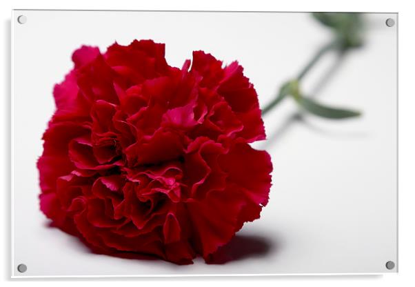  Red carnation Acrylic by Geoffrey Matthews