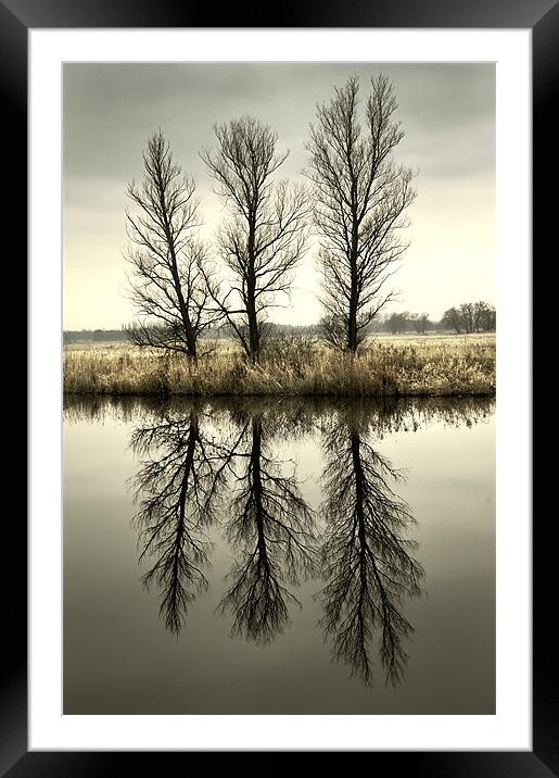 Three Trees Framed Mounted Print by Stephen Mole
