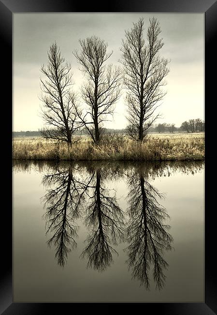 Three Trees Framed Print by Stephen Mole