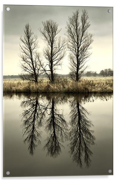 Three Trees Acrylic by Stephen Mole