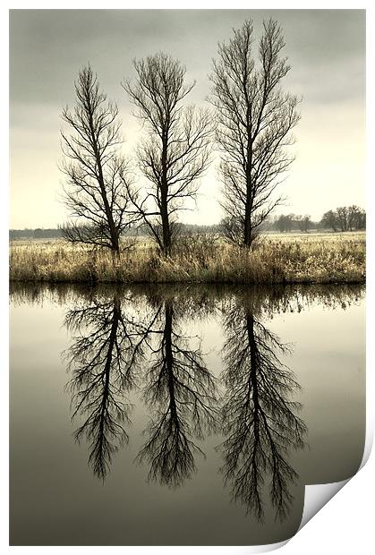 Three Trees Print by Stephen Mole