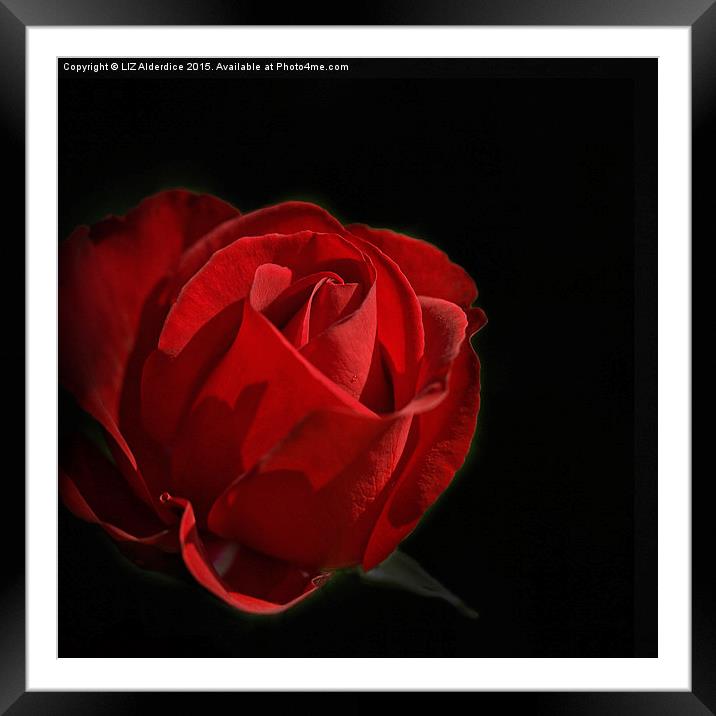  Red Rose  Framed Mounted Print by LIZ Alderdice