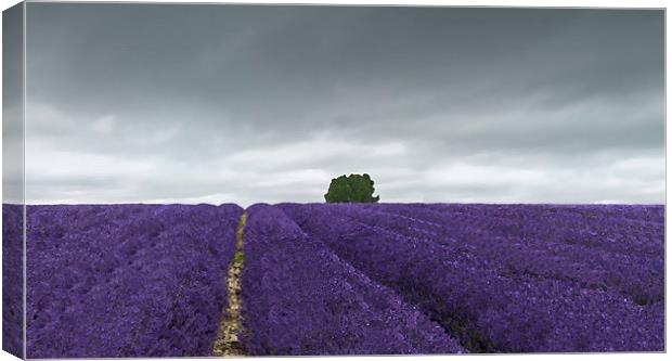 Lavender field  Canvas Print by Gary Schulze