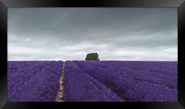 Lavender field  Framed Print by Gary Schulze