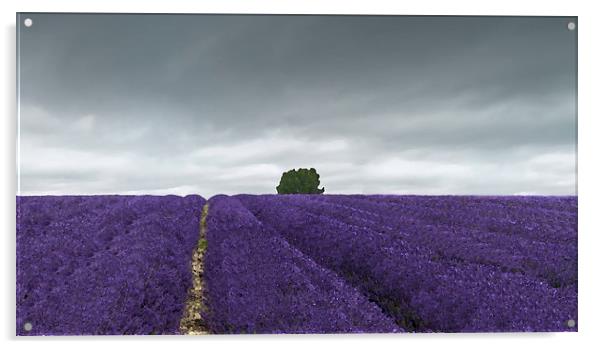 Lavender field  Acrylic by Gary Schulze