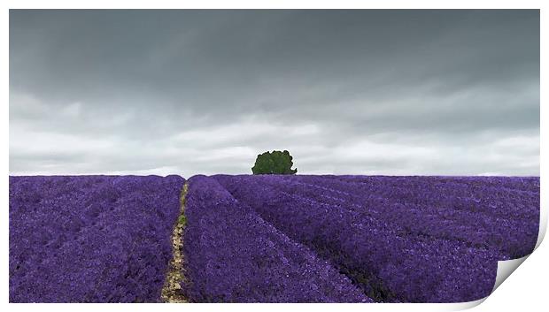 Lavender field  Print by Gary Schulze