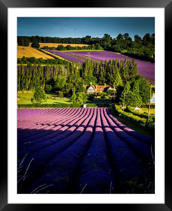 Fragrant rows Framed Mounted Print by Gary Schulze