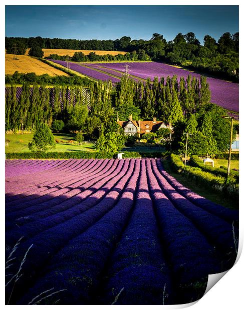 Fragrant rows Print by Gary Schulze