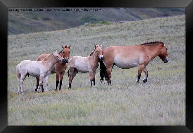  Przewalski's Horses, Mongolia Framed Print by Carole-Anne Fooks