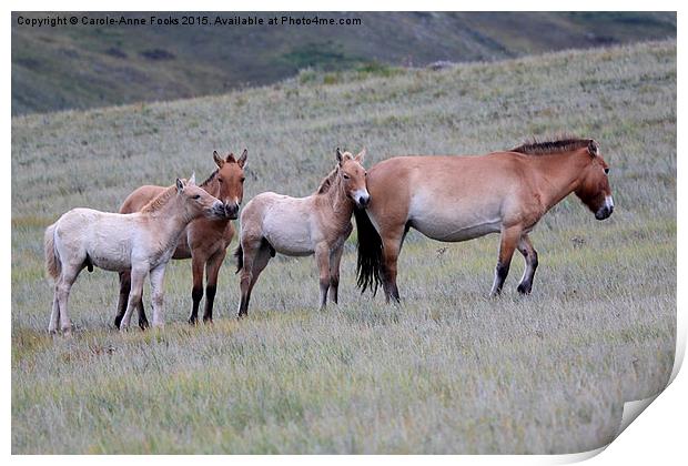  Przewalski's Horses, Mongolia Print by Carole-Anne Fooks