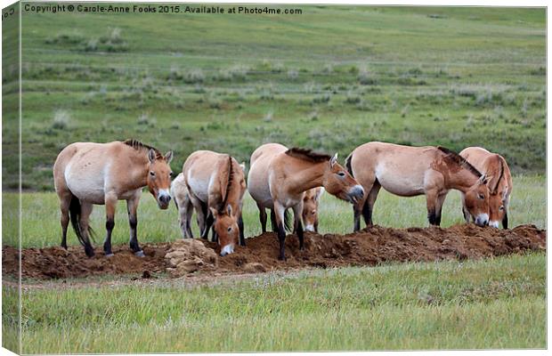   Przewalski's Horses, Mongolia Canvas Print by Carole-Anne Fooks