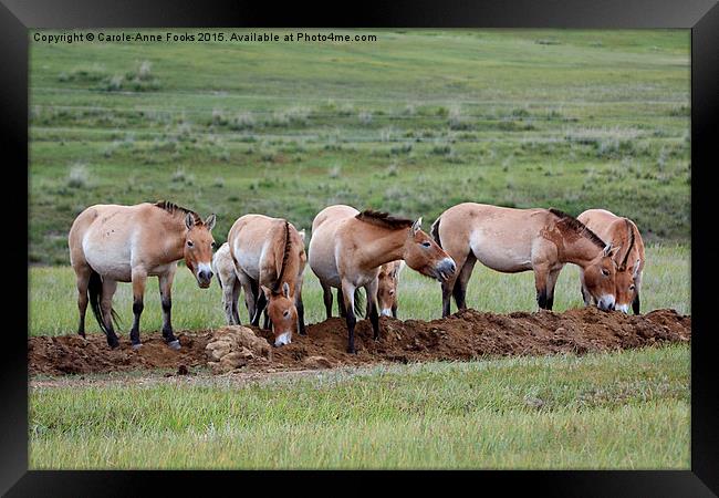   Przewalski's Horses, Mongolia Framed Print by Carole-Anne Fooks