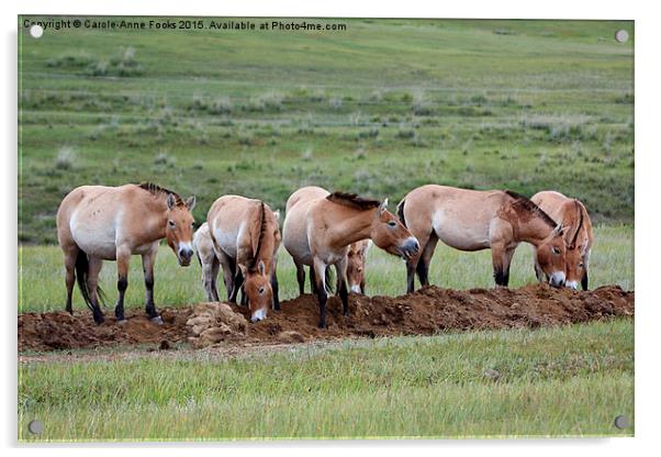   Przewalski's Horses, Mongolia Acrylic by Carole-Anne Fooks