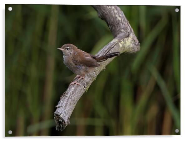  Cettis Warbler Acrylic by Don Davis