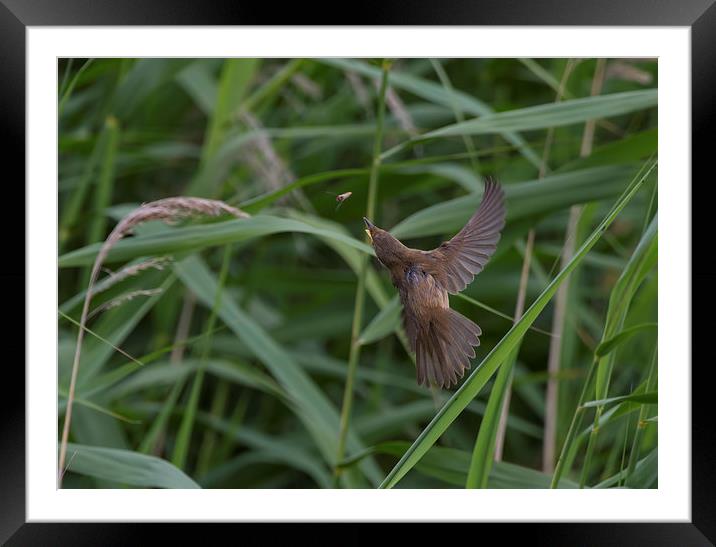  Reed Warbler about to have lunch Framed Mounted Print by Don Davis