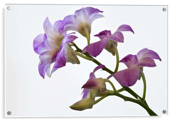 Orchid Dendrobium Acrylic by Stephen Mole