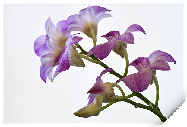 Orchid Dendrobium Print by Stephen Mole