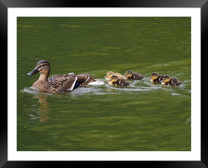 Mallard with chicks Framed Mounted Print by Victor Burnside