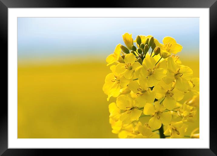 Rapeseed flower  Framed Mounted Print by Dean Merry