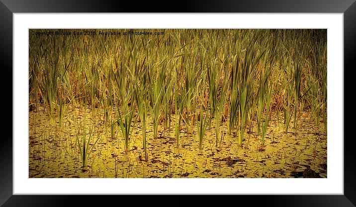 Holt Country Park 31 Framed Mounted Print by Julie Coe