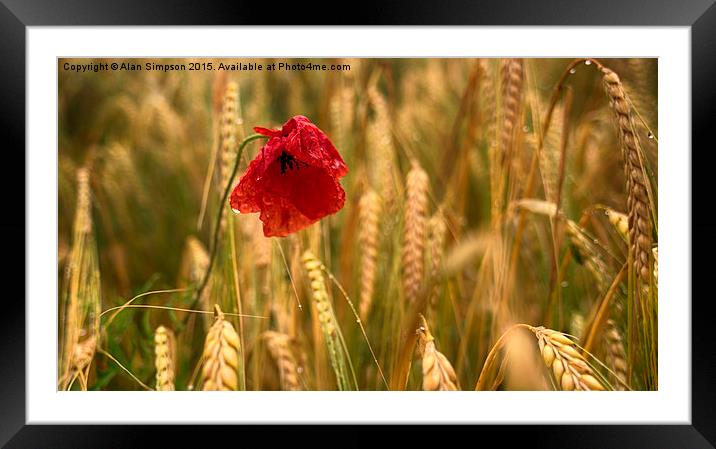  Lone Poppy Framed Mounted Print by Alan Simpson
