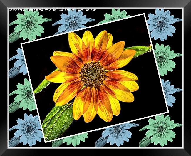  Sunflower on a Rainy Day Framed Print by matthew  mallett
