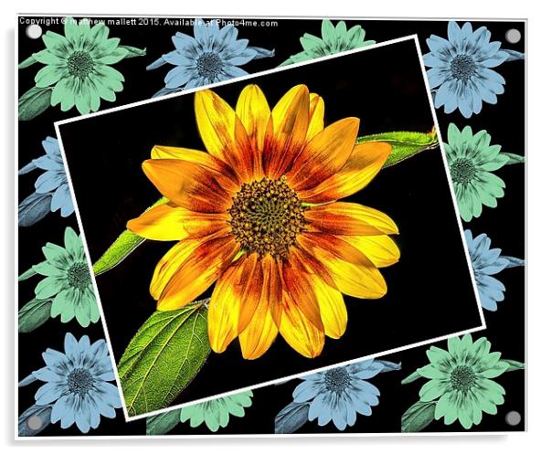  Sunflower on a Rainy Day Acrylic by matthew  mallett