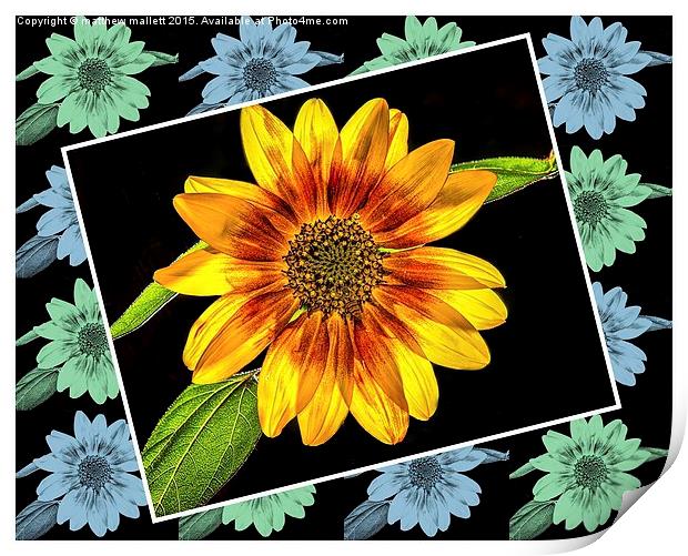  Sunflower on a Rainy Day Print by matthew  mallett
